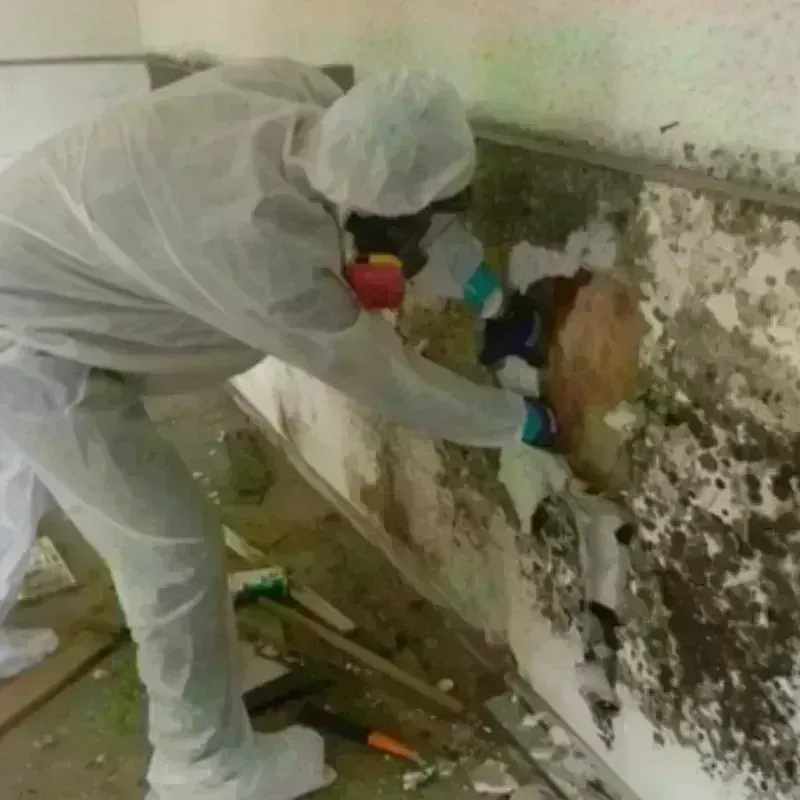 Mold Remediation and Removal in Lincoln County, NV